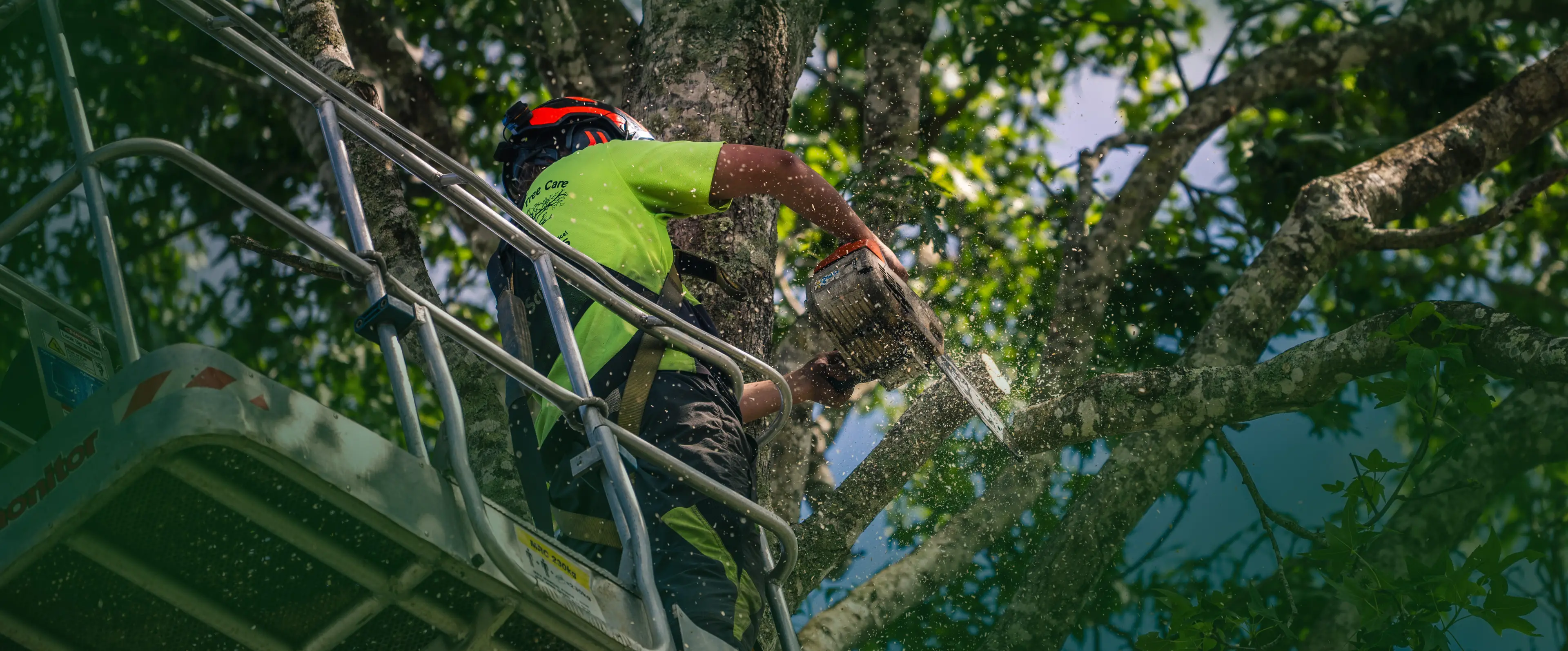 Pruning, Trimming, Shaping